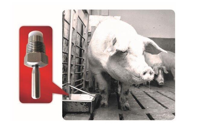 圖：定制設計的不銹鋼撥動式澆水閥確保了豬的正常流量，同時也節約了水。 